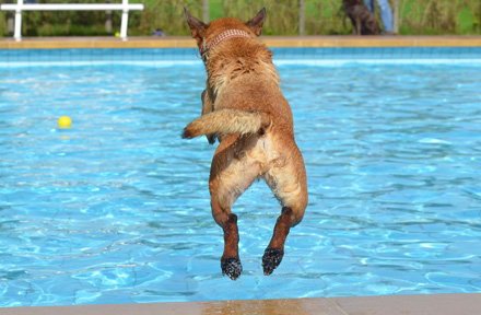 How to Keep Pets Cool in Summer [Top 14 Tips]